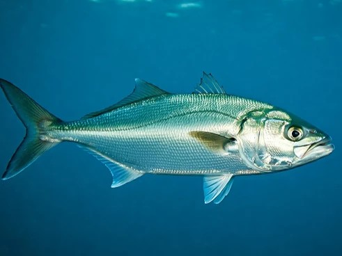 Anchova