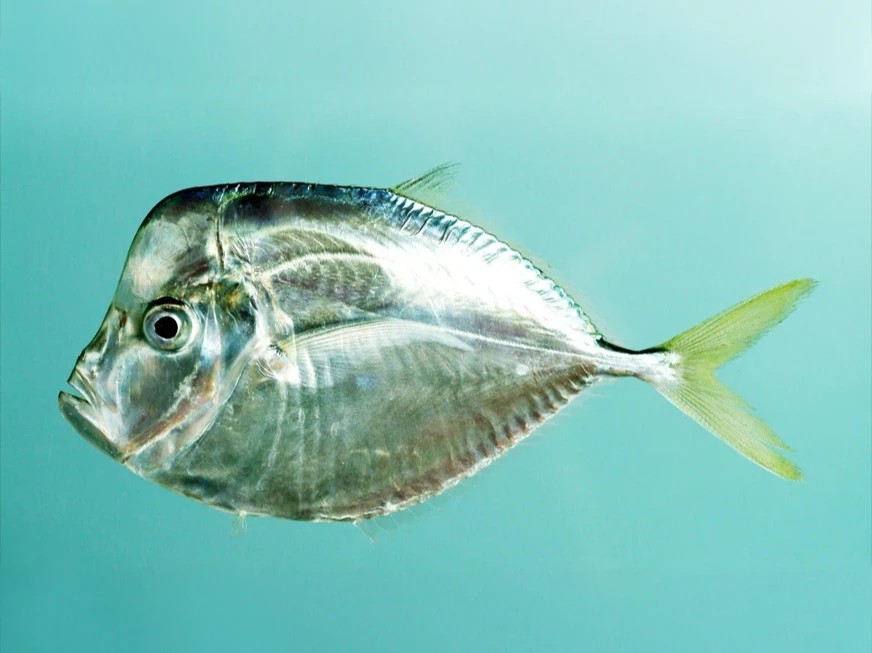 Peces Gallo